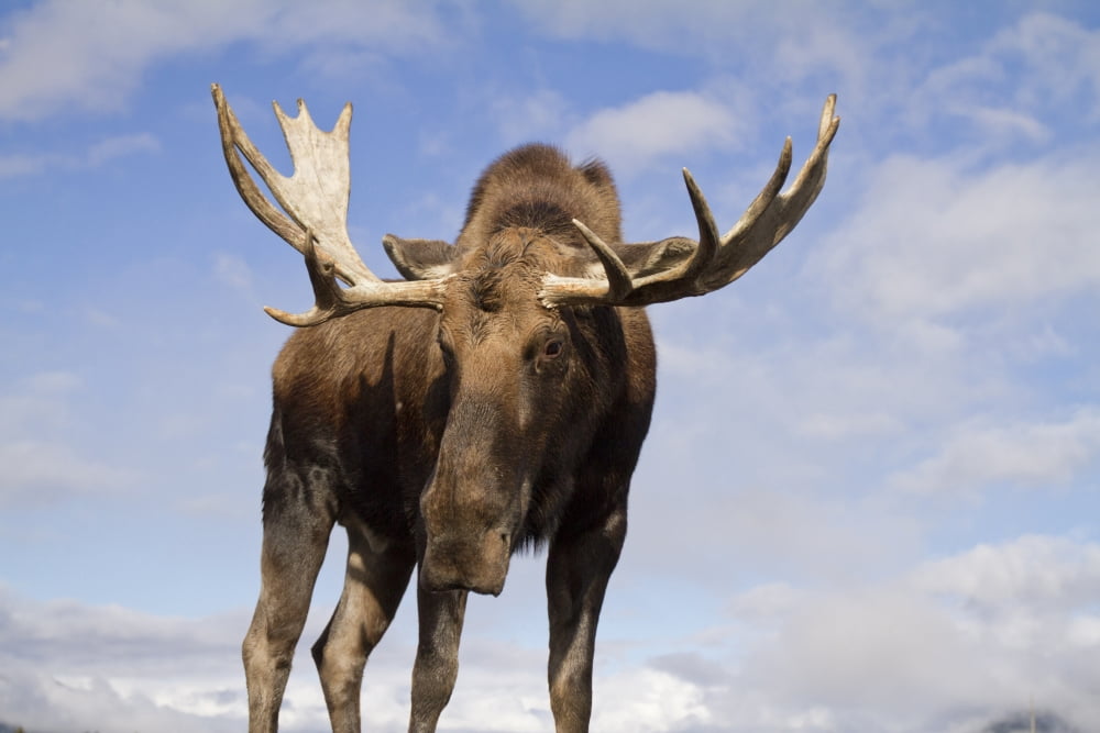 Captive Close Up And Low Angle View Of A Bull Moose Alaska Wildlife Conservation Center Southcentral Alaska Autumn Canvas Art - Doug Lindstrand Design Pics (34 x 22)