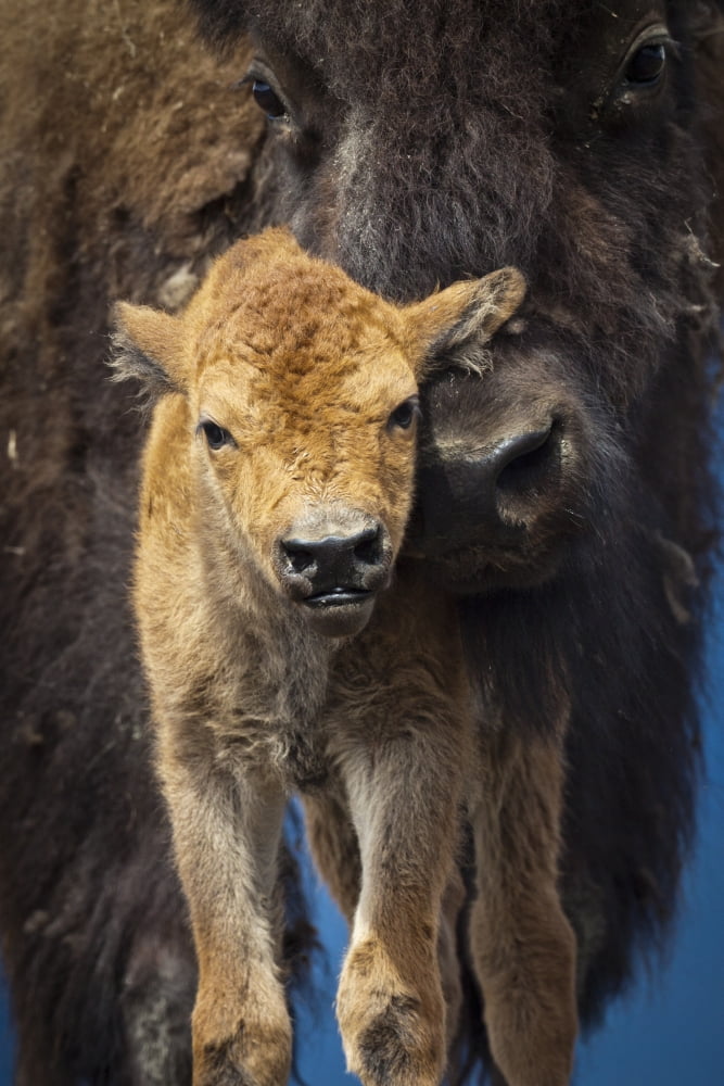 Captive Close Up Of A Newborn Wood Bison Calf And Mother Alaska Wildlife Conservatiion Center Southcentral Alaska Summer Canvas Art - Doug Lindstrand Design Pics (11 x 17)