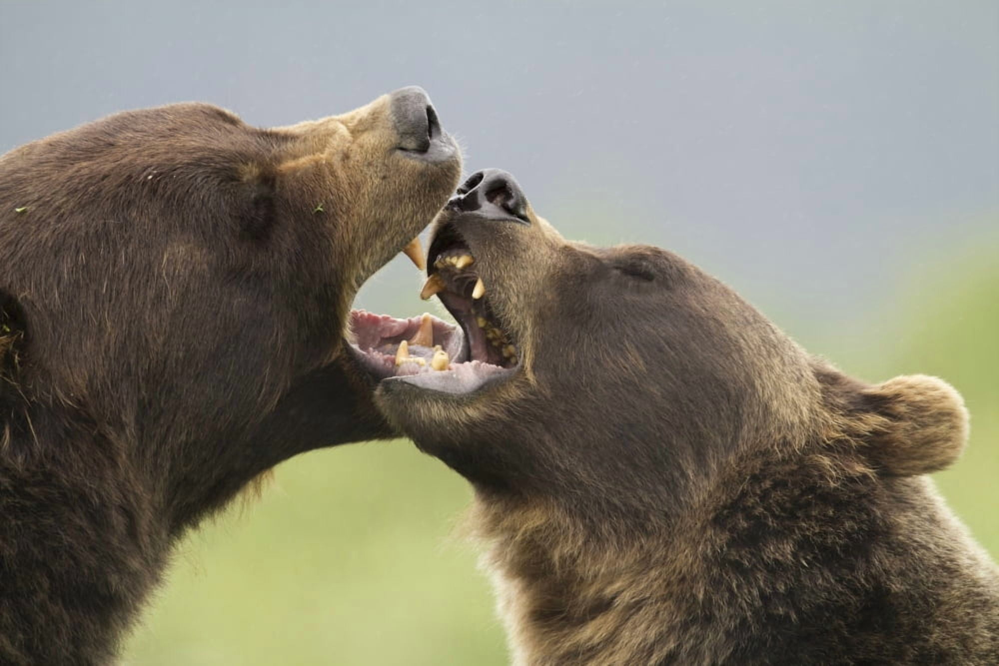 Captive Close Up Of A Pair Of Brown Bears Playfighting Alaska Wildlife Conservation Center Near Portage Southcentral Alaska Summer Canvas Art - Doug Lindstrand Design Pics (17 x 11)