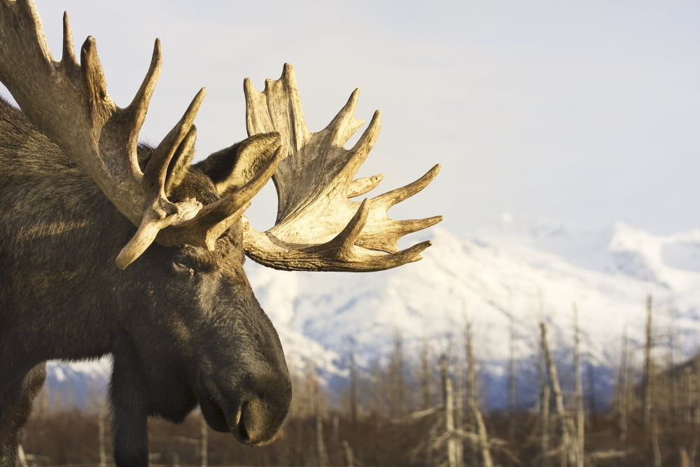 Captive Close Up Profile Of An Adult Moose At The Alaska Wildlife Conservation Center Southcentral Alaska Canvas Art - Michael Criss Design Pics (17 x 11)