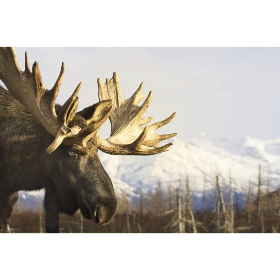 Captive Close Up Profile Of An Adult Moose At The Alaska Wildlife Conservation Center Southcentral Alaska Canvas Art - Michael Criss Design Pics (34 x 22)