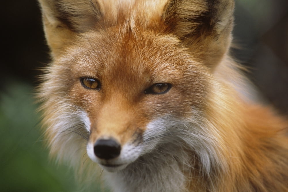 Captive Close Up Of Red Fox At The Alaska Wildlife Conservation Center Along Turnagain Arm During Summer In Southcentral Alaska Captive Canvas Art - Doug Lindstrand Design Pics (34 x 22)