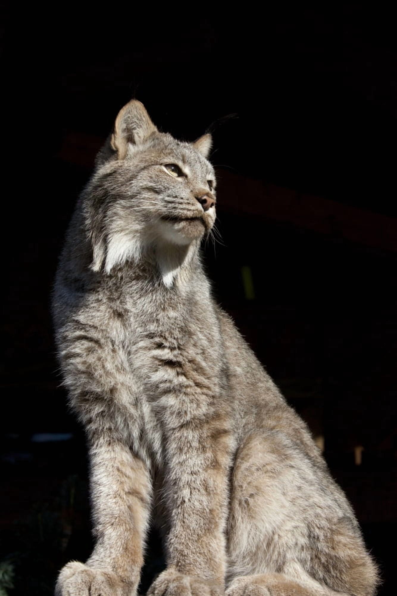 Captive Close Up Of A Lynx Alaska Wildlife Conservation Center Southcentral Alaska Canvas Art - Doug Lindstrand Design Pics (12 x 18)