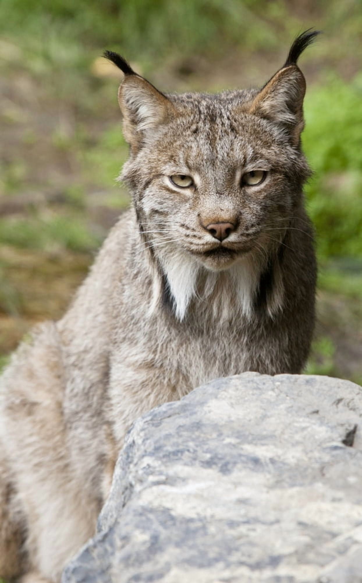 Captive Close Up Of A Lynx At The Alaska Wildlife Conservation Center Southcentral Alaska Summer Canvas Art - Doug Lindstrand Design Pics (10 x 17)