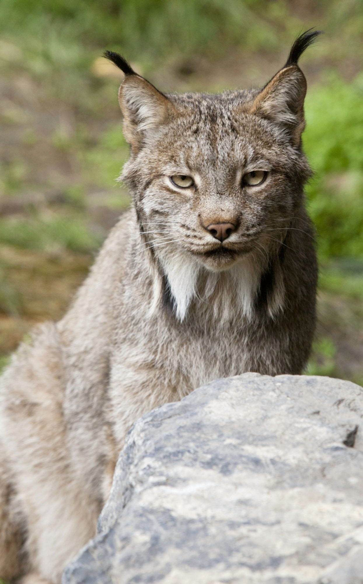 Captive Close Up Of A Lynx At The Alaska Wildlife Conservation Center Southcentral Alaska Summer Canvas Art - Doug Lindstrand Design Pics (20 x 34)