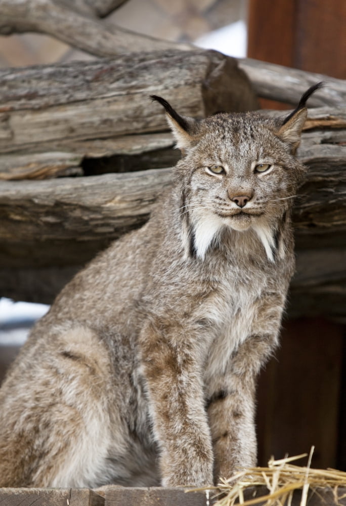 Captive Close Up Of A Lynx At The Alaska Wildlife Conservation Center Southcentral Alaska Summer Canvas Art - Doug Lindstrand Design Pics (22 x 34)