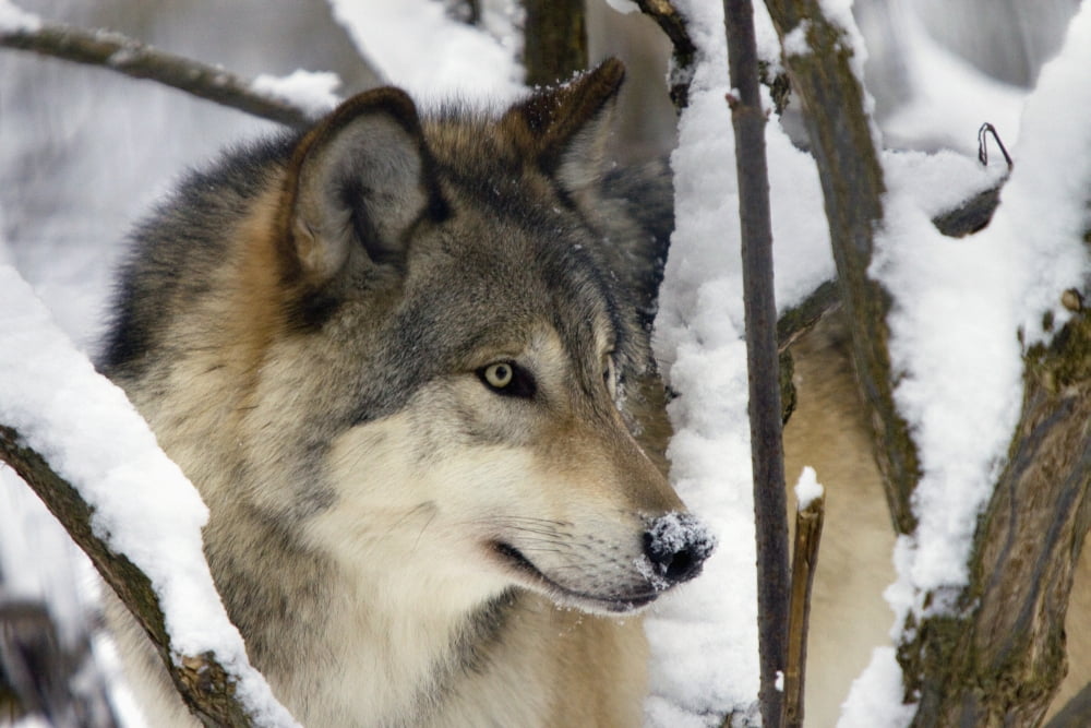 Captive Close Up View Of An Adult Gray Wolf Alaska Zoo Southcentral Alaska Winter Canvas Art - Doug Lindstrand Design Pics (34 x 22)