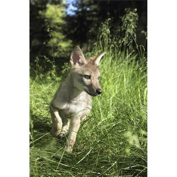 Captive Coyote Canis Latrans Pup Running In The Grass - Kalispell, Montana, USA Poster Print, 26 x 40 - Large