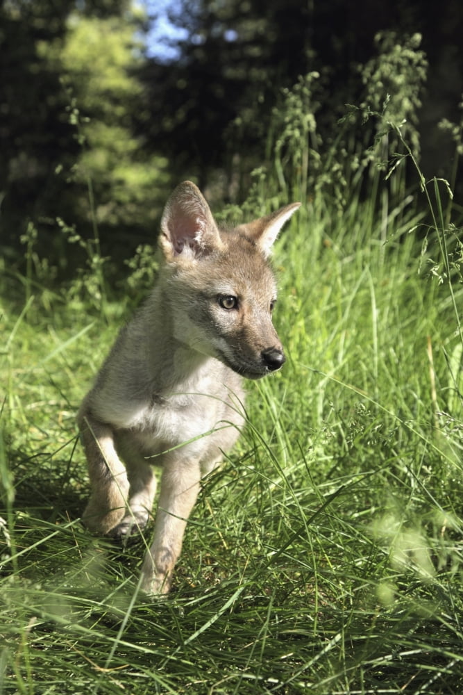 Captive Coyote (Canis Latrans) Pup Running In The Grass Kalispell Montana Usa Canvas Art - Richard Wear Design Pics (26 x 40)