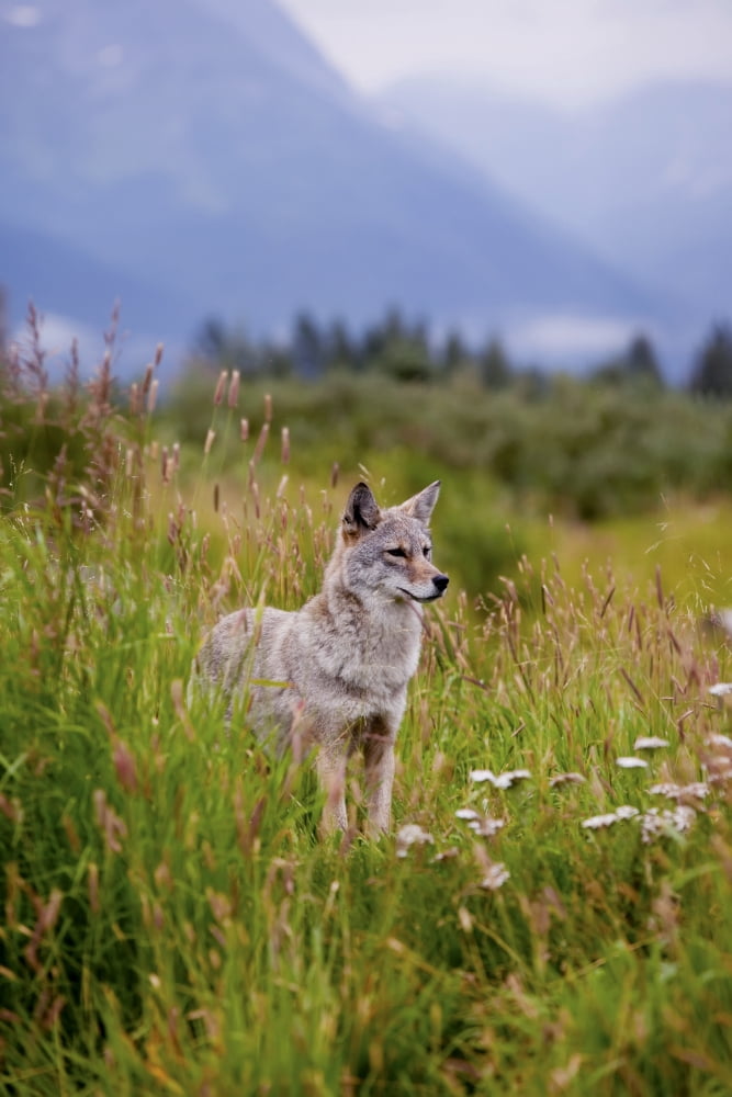 Captive Coyote Stands In Summer Flowers And Grasses At The Alaska Wildlife Conservation Center Southcentral Alaska Canvas Art - Doug Lindstrand Design Pics (11 x 17)