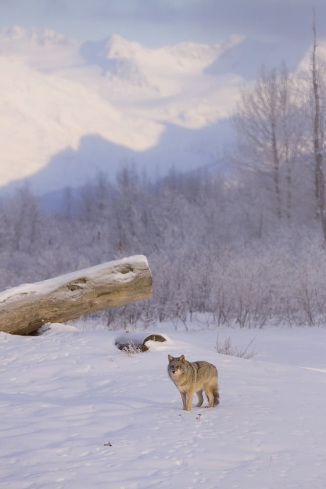 Captive A Coyote Walks Across A Frozen Pond In Deep Snow At The Alaska Wildlife Conservation Center In Southcentral Alaska Canvas Art - Doug Lindstrand Design Pics (22 x 34)