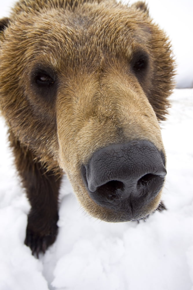 Captive Extreme Close-Up Of Brown Bear At The Alaska Wildlife Conservation Center Southcentral Alaska Winter Canvas Art - Doug Lindstrand Design Pics (22 x 34)