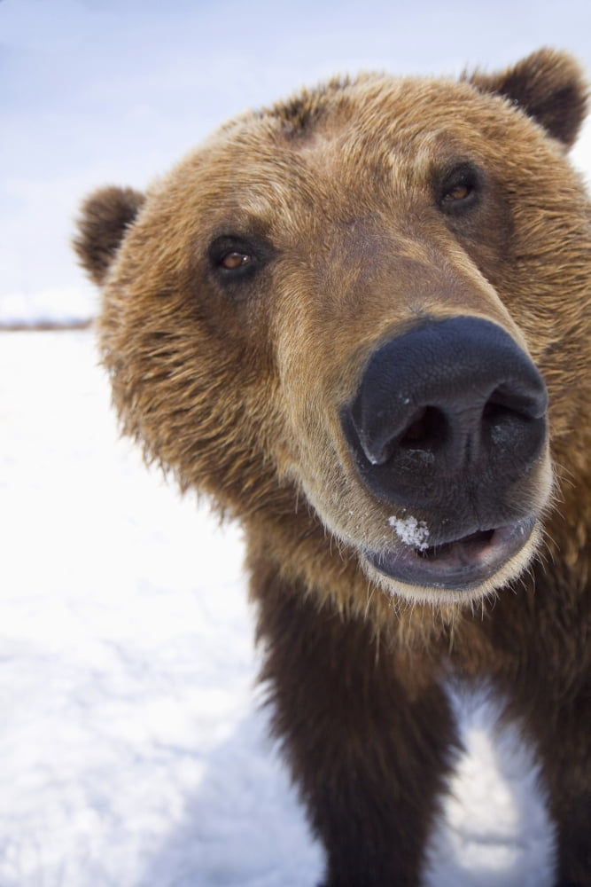 Captive Extreme Close-Up Of Brown Bear At The Alaska Wildlife Conservation Center Southcentral Alaska Winter Canvas Art - Doug Lindstrand Design Pics (24 x 38)
