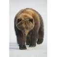 thumbnail image 1 of Captive: Female Brown Bear Walks Across A Frozen Pond At Alaska Wildlife Conservation Center Southcentral Alaska Winte 1, 1 of 4