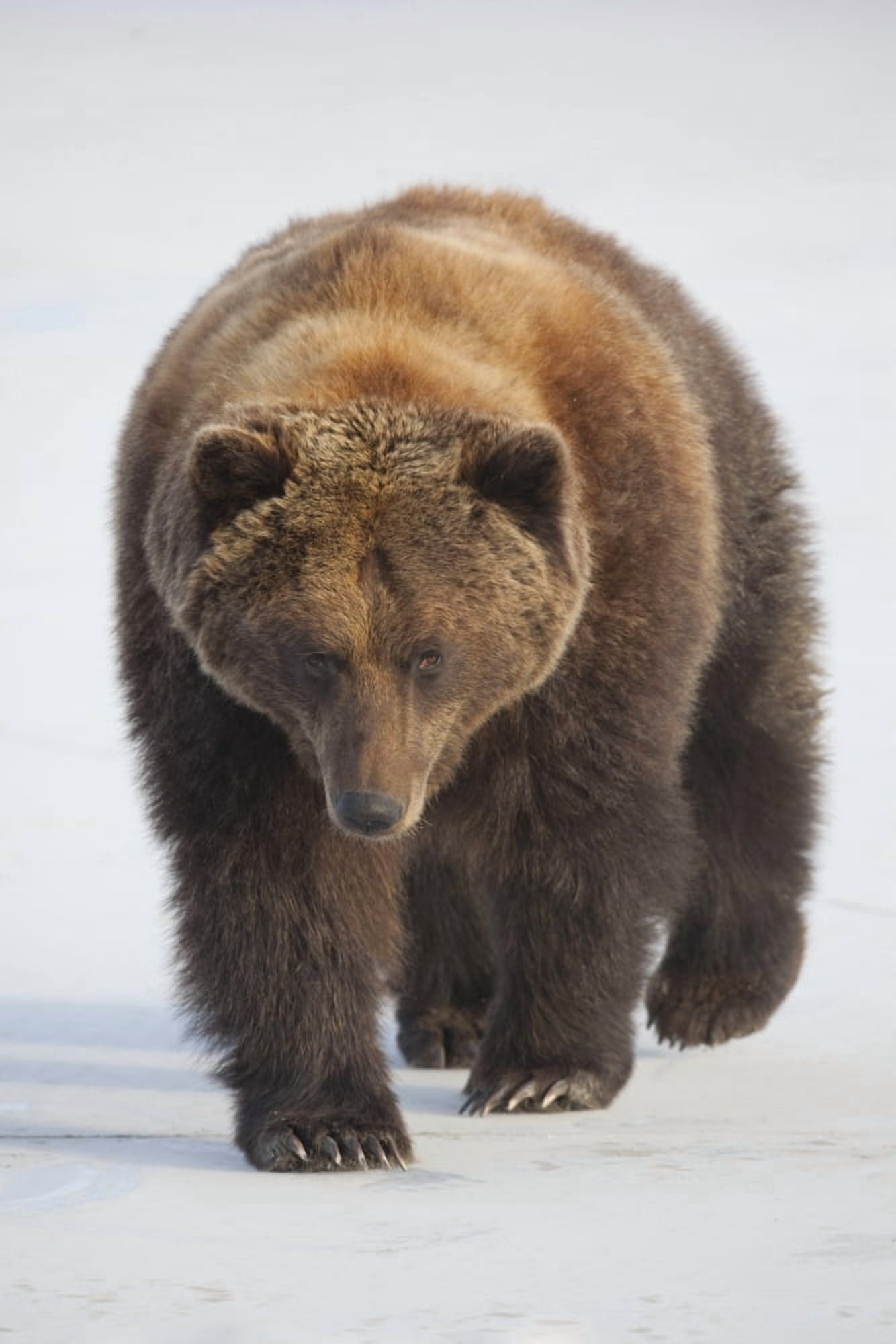 Captive Female Brown Bear Walks Across A Frozen Pond At Alaska Wildlife Conservation Center Southcentral Alaska Winter Canvas Art - Doug Lindstrand Design Pics (24 x 36)