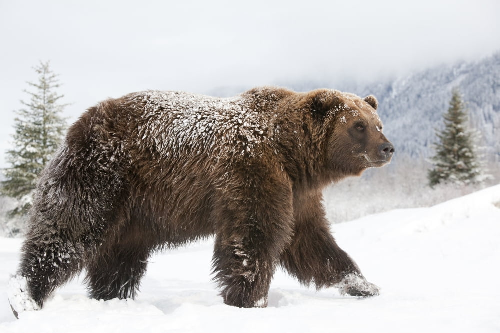 Captive Female Grizzly Walks Through Snow Alaska Wildlife Conservation Center Southcentral Alaska Winter Canvas Art - Doug Lindstrand Design Pics (36 x 24)