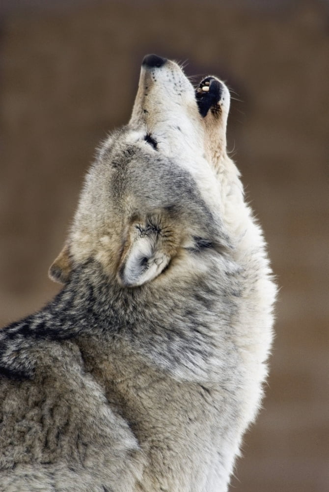 Captive Gray Wolf Howling Canvas Art - Mark Newman Design Pics (11 x 17)