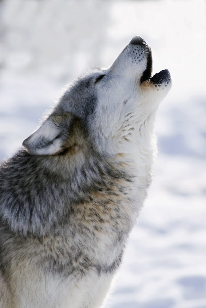 Captive Gray Wolf Howling Winter Canvas Art - Mark Newman Design Pics (22 x 34)