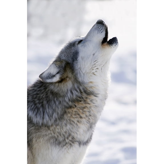 Captive Gray Wolf Howling Winter Canvas Art - Mark Newman Design Pics (22 x 34)