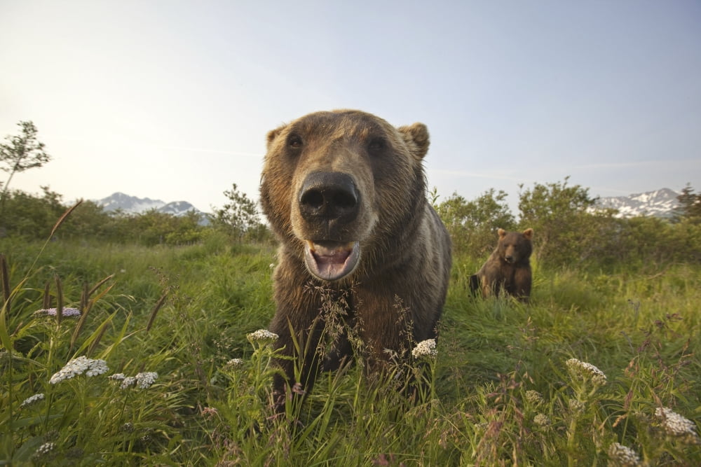 Captive Grizzlies At The Alaska Wildlife Conservation Center Near Portage Southcentral Alaska Summer Captive Canvas Art - Doug Lindstrand Design Pics (17 x 11)