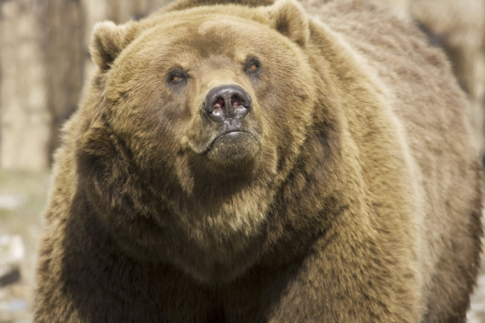 Captive Grizzly At The Alaska Zoo Southcentral Alaska Canvas Art - Michael Criss Design Pics (34 x 22)