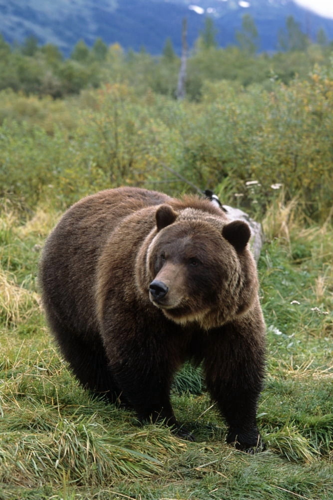 Captive Grizzly Bear At The Alaska Wildlife Conservation Center Alaska Canvas Art - Doug Lindstrand Design Pics (11 x 17)