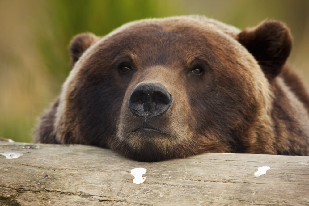 Captive Grizzly Bear Rests Its Head On A Log At The Alaska Wildlife Conservation Center Southcentral Alaska Canvas Art - Doug Lindstrand Design Pics (17 x 11)
