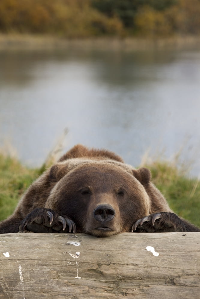 Captive Grizzly Bear Rests Its Head On A Log At The Alaska Wildlife Conservation Center Southcentral Alaska Canvas Art - Doug Lindstrand Design Pics (22 x 34)