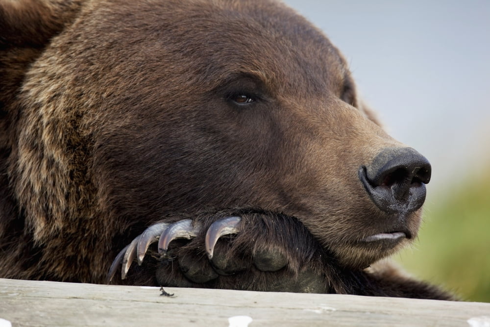 Captive Grizzly Bear Rests Its Head On A Log At The Alaska Wildlife Conservation Center Southcentral Alaska Canvas Art - Doug Lindstrand Design Pics (34 x 22)