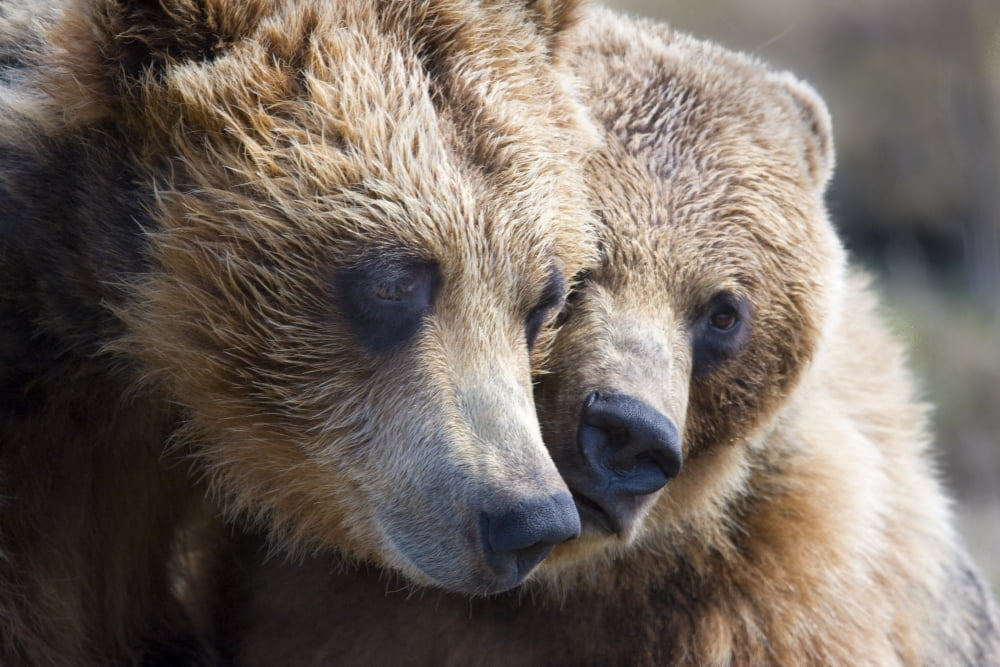 Captive Grizzly Bears Playing At The Alaska Wildlife Conservation Center Southcentral Alaska Canvas Art - Michael Criss Design Pics (17 x 11)