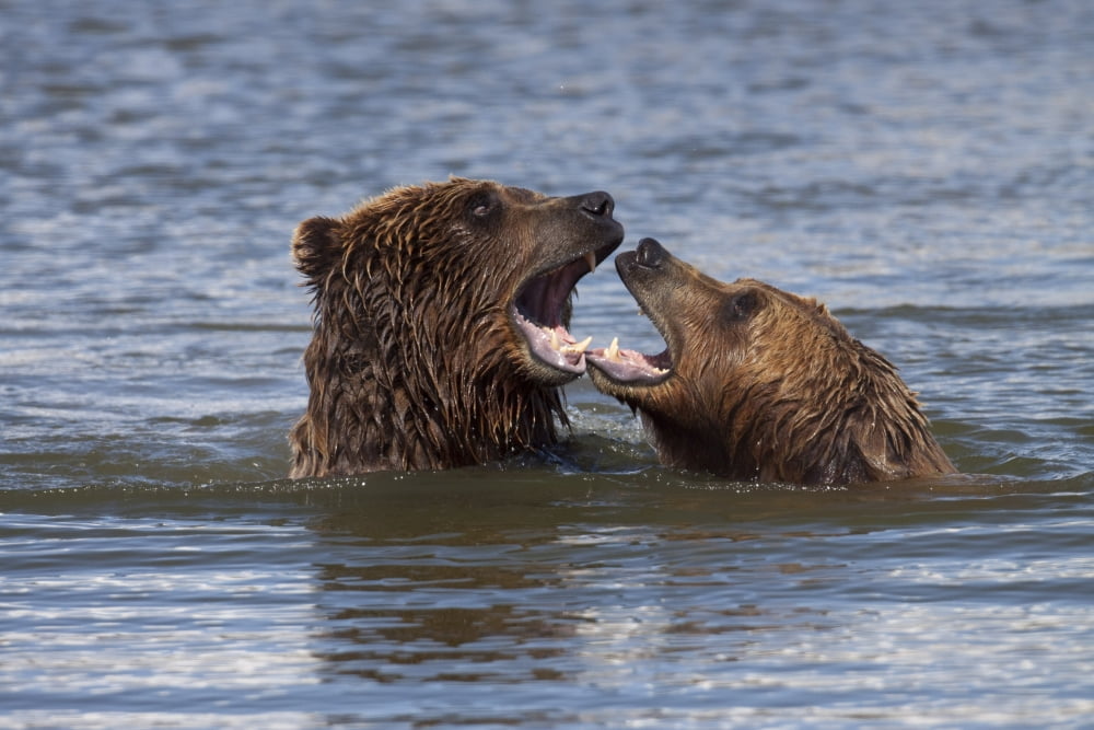 Captive Grizzly Bears Playing In The Water At The Alaska Wildlife Conservation Center Southcentral Alaska Canvas Art - Doug Lindstrand Design Pics (34 x 22)