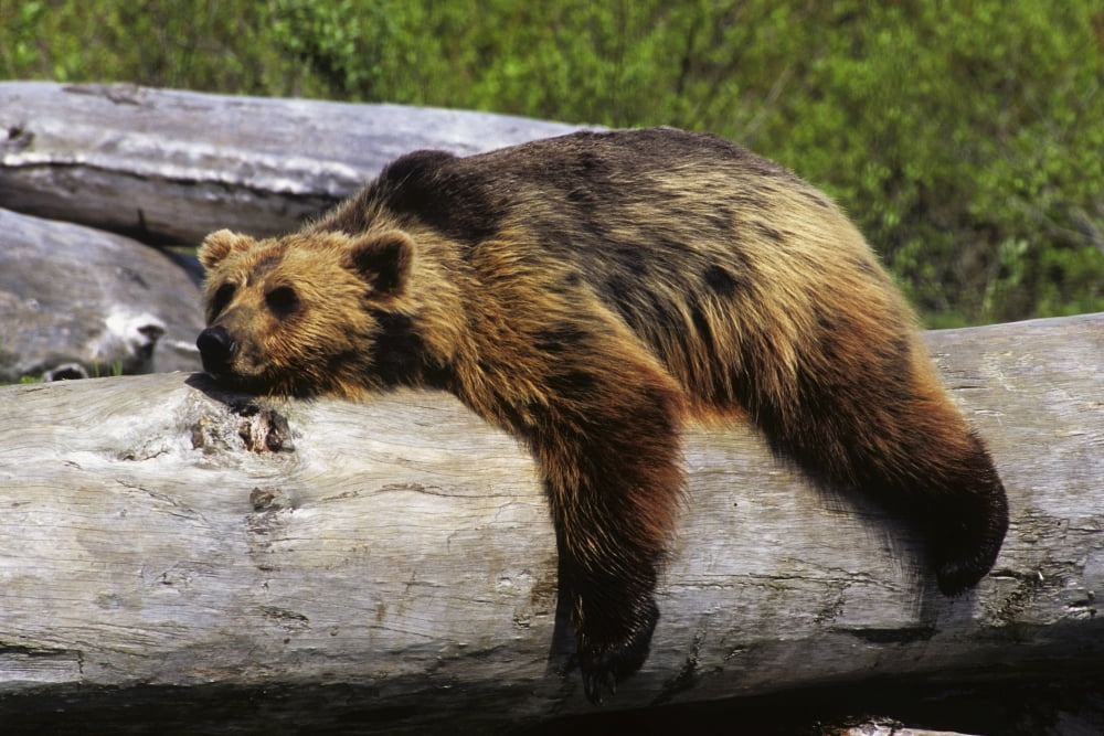 Captive Grizzly Lays On A Log At The Alaska Wildlife Conservation Center In Southcentral Alaska Canvas Art - Doug Lindstrand Design Pics (17 x 11)