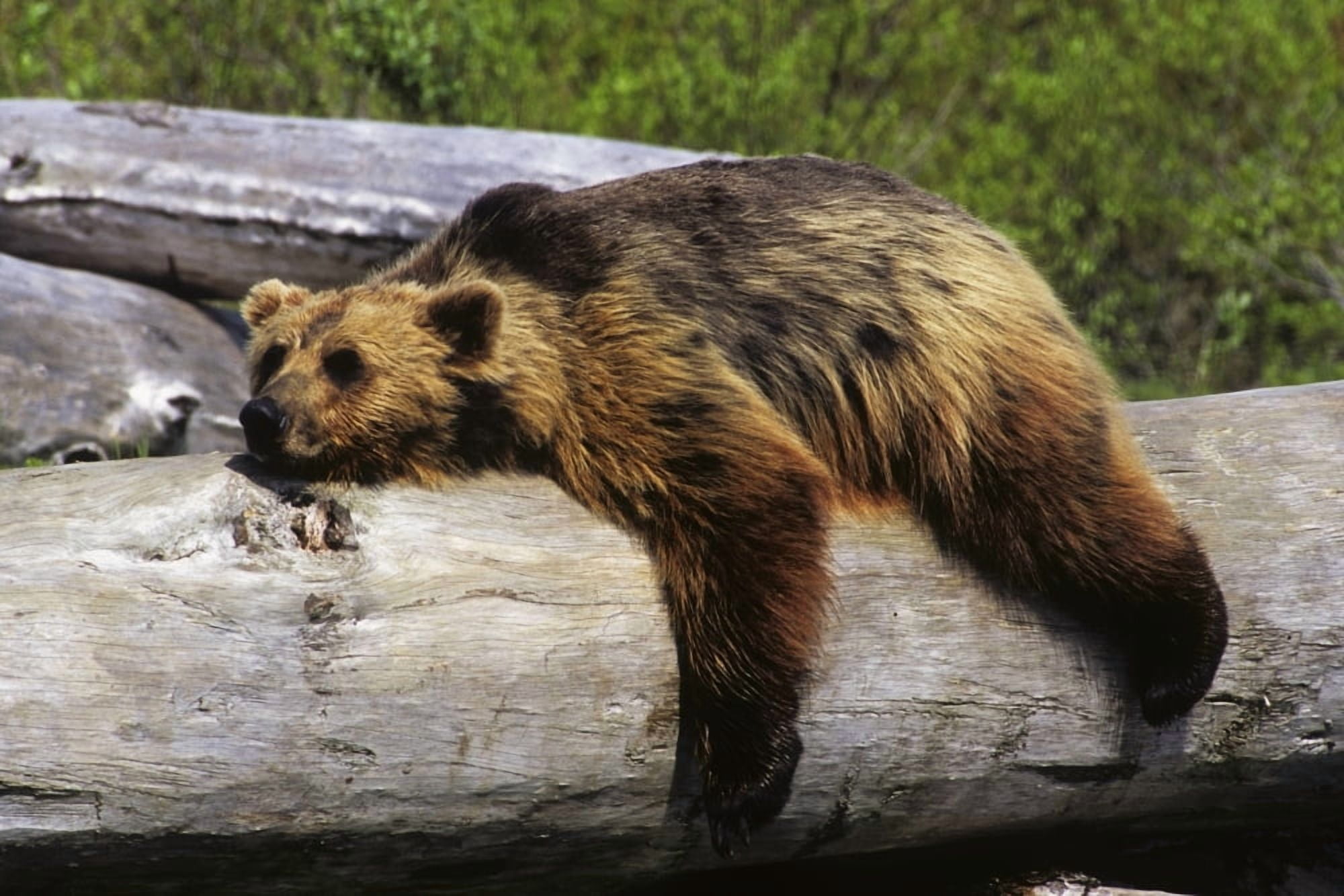 Captive Grizzly Lays On A Log At The Alaska Wildlife Conservation Center In Southcentral Alaska Canvas Art - Doug Lindstrand Design Pics (34 x 22)
