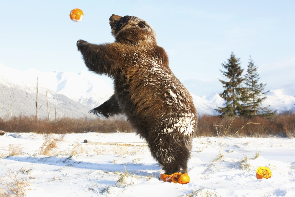 Captive Grizzly Plays With Pumpkins By Throwing Them In The Air At The Alaska Wildlife Conservation Center Southcentral Alaska During Winter Canvas Art - Doug Lindstrand Design Pics (34 x 22)