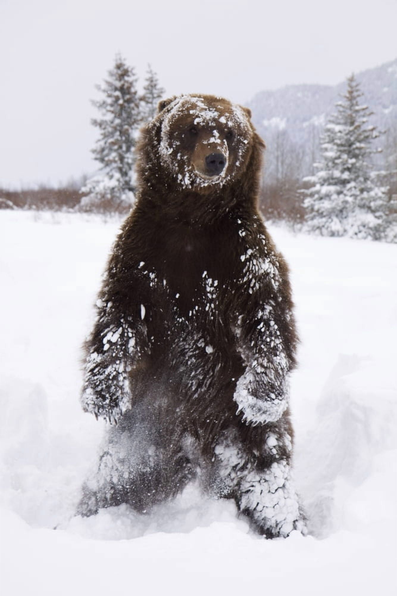 Captive Grizzly Stands On Hind Feet During Winter At The Alaska Wildlife Conservation Center Southcentral Alaska Canvas Art - Doug Lindstrand Design Pics (22 x 34)