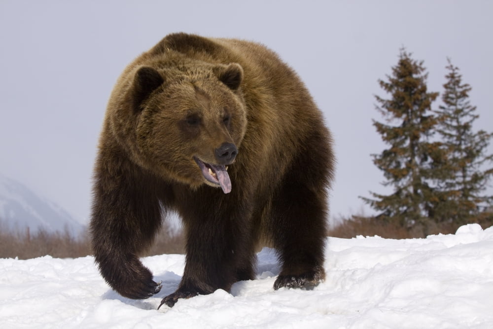 Captive Grizzly Stands On Snow During Winter At The Alaska Wildlife Conservation Center Southcentral Alaska Canvas Art - Doug Lindstrand Design Pics (34 x 22)