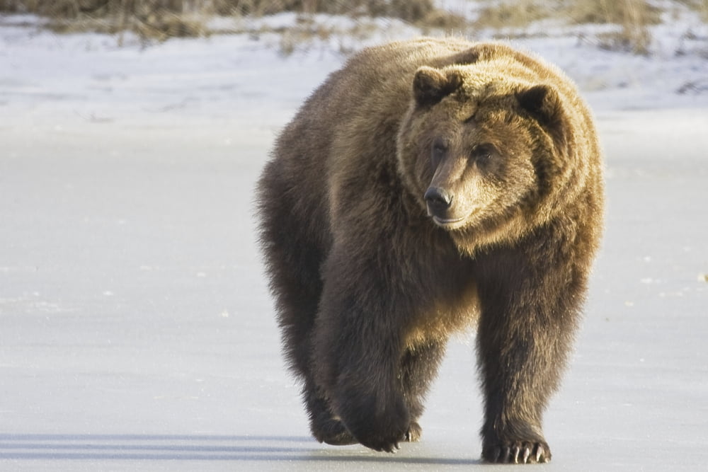 Captive Grizzly Walking In Snow At The Alaska Wildlife Conservation Centerm Southcentral Alaska Canvas Art - Michael Criss Design Pics (34 x 22)