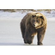 Captive Grizzly Walking In Snow At The Alaska Wildlife Conservation Centerm Southcentral Alaska Canvas Art - Michael Criss Design Pics 34 x 22