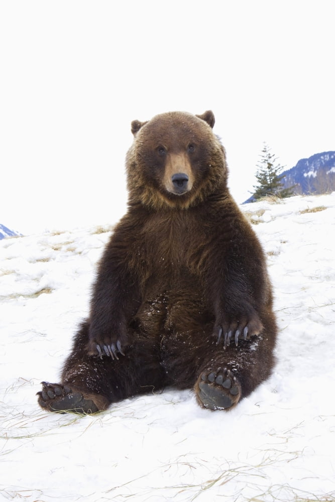 Captive Grizzly During Winter Sits On Snow At The Alaska Wildlife Conservation Center Southcentral Alaska Canvas Art - Doug Lindstrand Design Pics (22 x 34)