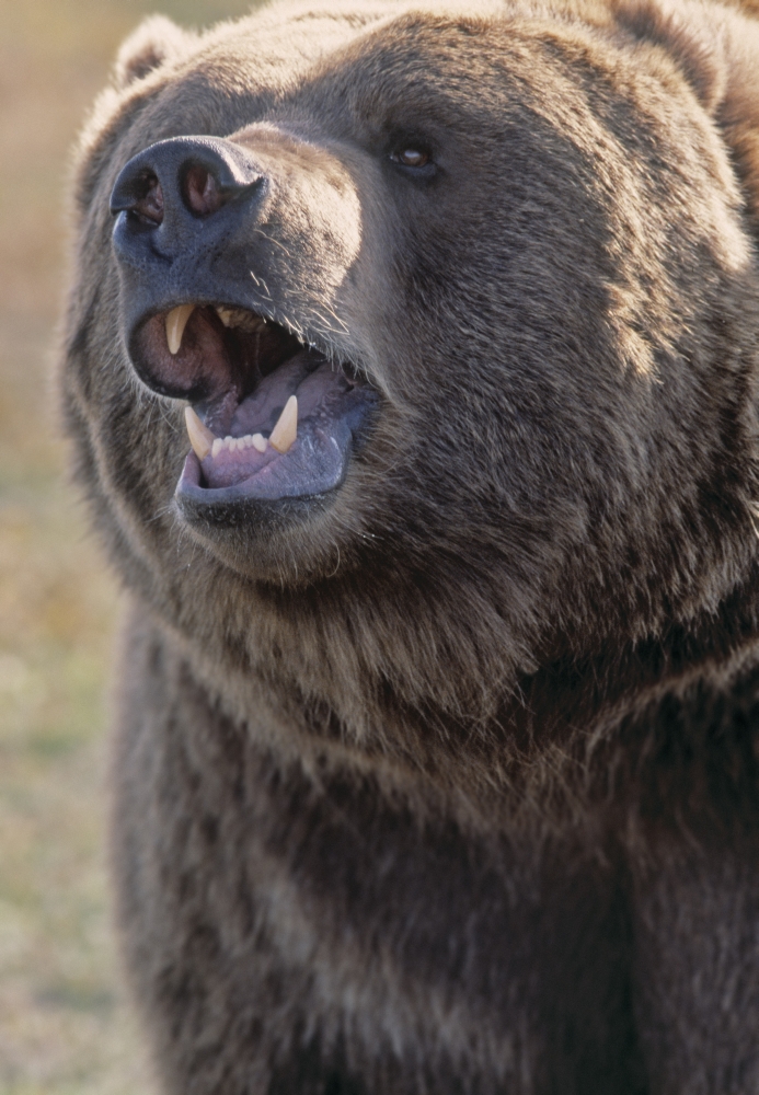 Captive Kodiak Grizzly Bear Canvas Art - Darwin Wiggett Design Pics (22 x 32)