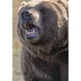 thumbnail image 1 of Captive Kodiak Grizzly Bear Poster Print, 1 of 2