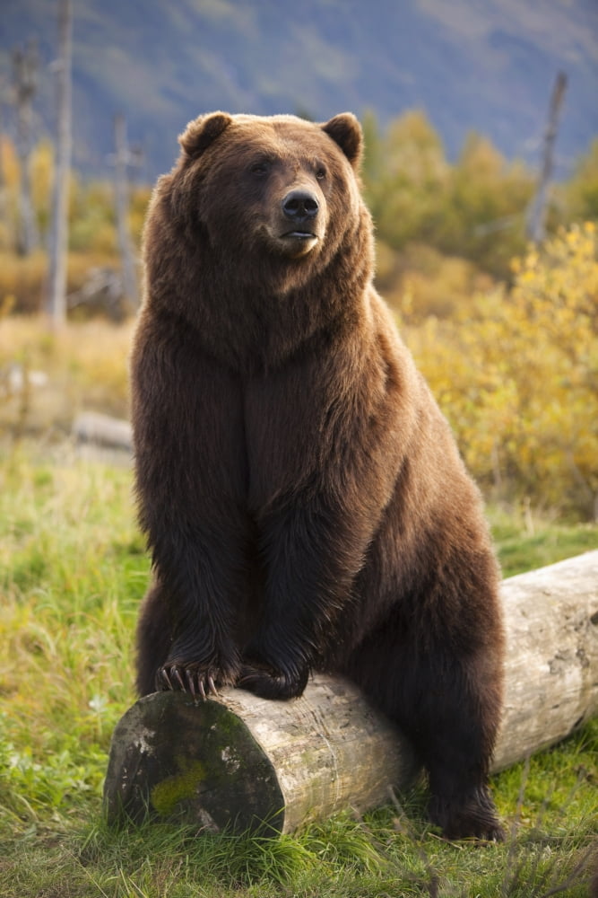 Captive A Large Brown Bear Sits On A Log At The Alaska Wildlife Conservation Center Southcentral Alaska Canvas Art - Doug Lindstrand Design Pics (11 x 17)