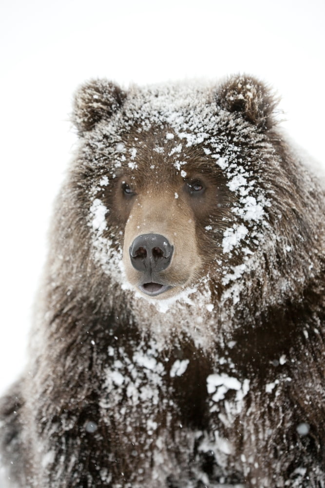 Captive Male Brown Bear With A Frosty Face Lying On Snow Alaska Wildlife Conservation Center Southcentral Alaska Winter Canvas Art - Doug Lindstrand Design Pics (24 x 36)
