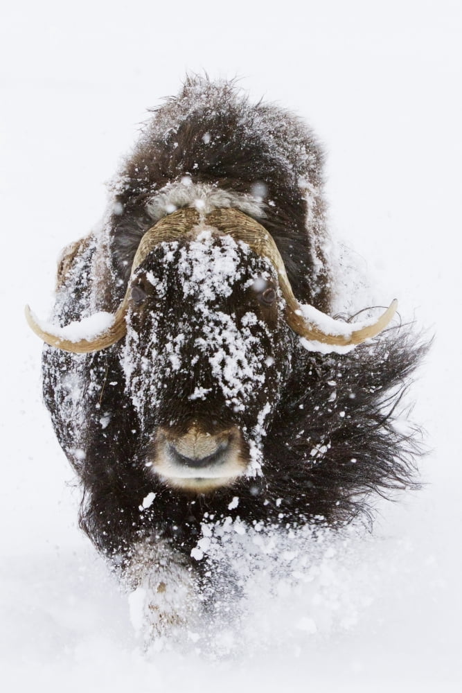 Captive Musk Ox In Snow Alaska Wildlife Conservation Center Southcentral Alaska Winter Canvas Art - Doug Lindstrand Design Pics (11 x 17)