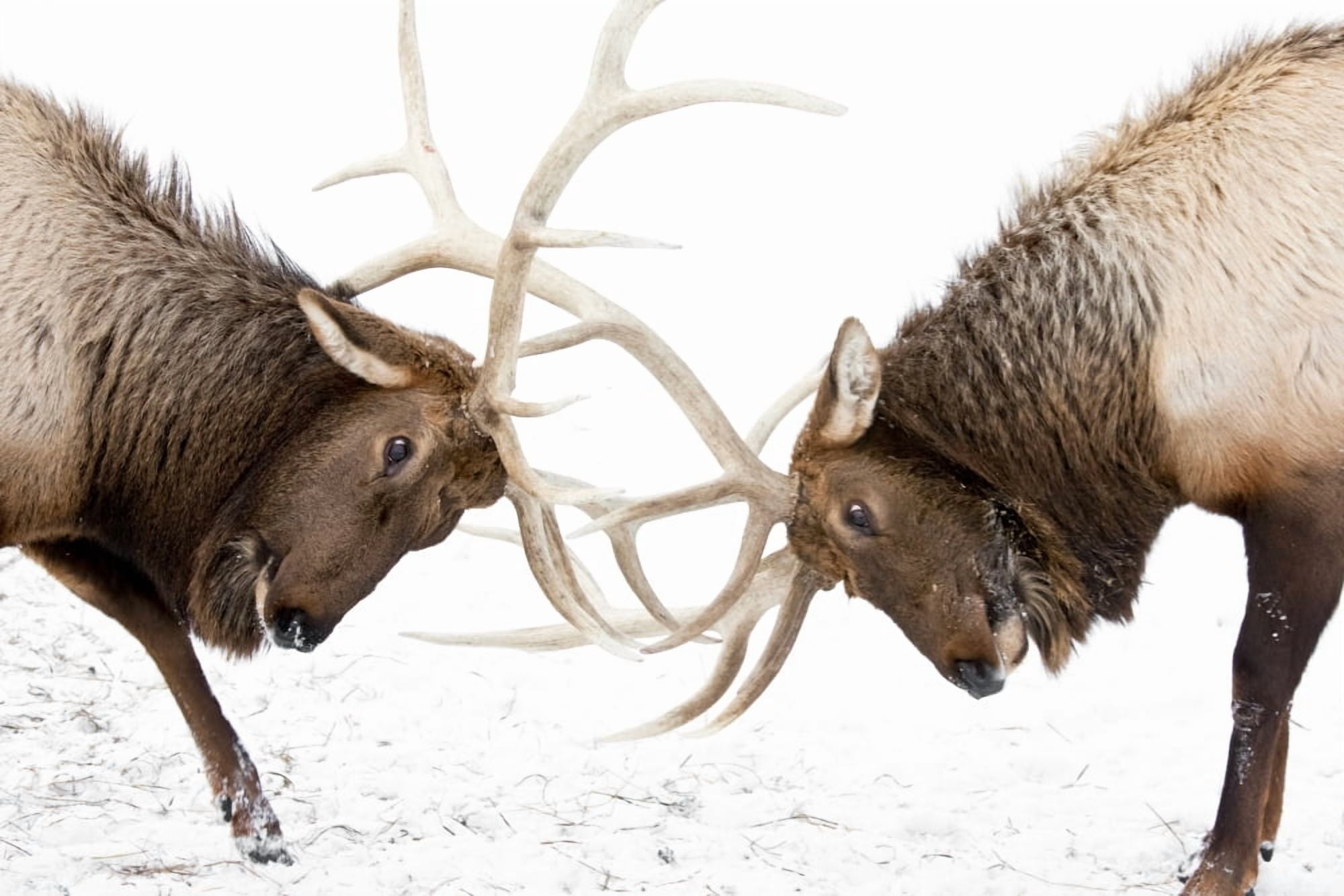 Captive A Pair Of Large Rocky Mountain Elk Lock Antlers And Fight Alaska Wildlife Conservation Center Southcentral Alaska Winter Canvas Art - Doug Lindstrand Design Pics (34 x 22)