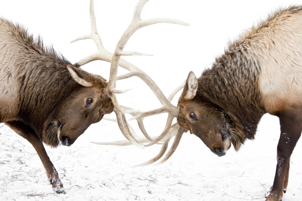 Captive A Pair Of Large Rocky Mountain Elk Lock Antlers And Fight Alaska Wildlife Conservation Center Southcentral Alaska Winter Canvas Art - Doug Lindstrand Design Pics (17 x 11)