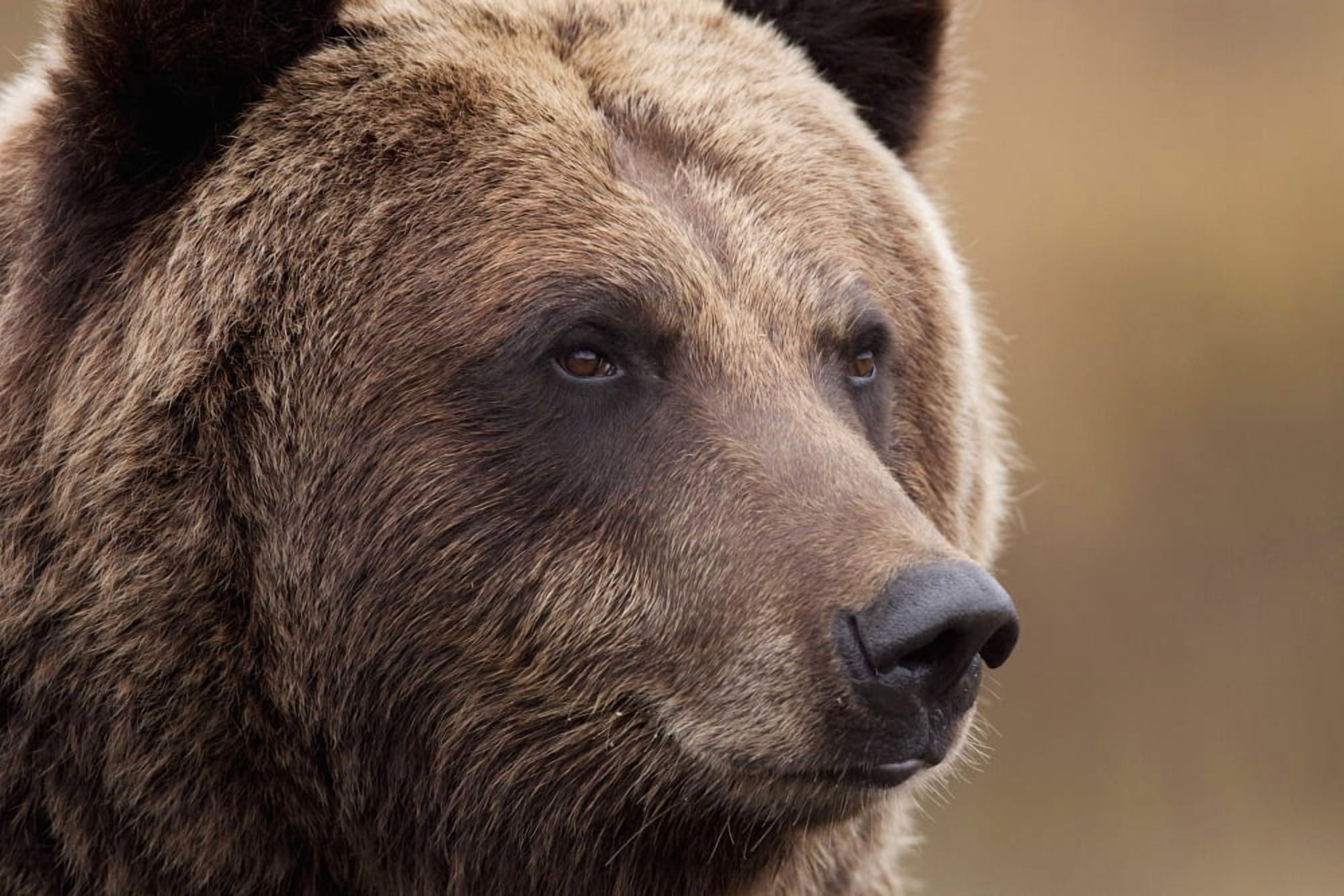 Captive Portrait Of An Adult Grizzly Bear Alaska Wildlife Conservation Center Southcentral Alaska Canvas Art - Doug Lindstrand Design Pics (34 x 22)