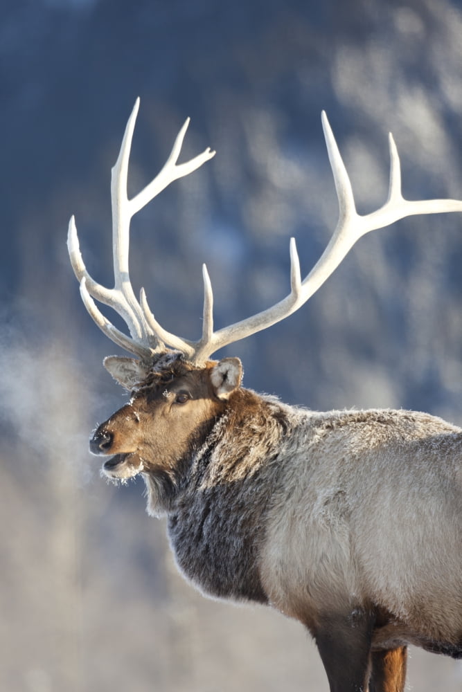 Captive Profile View Of A Frost Covered Rocky Mountain Elk Alaska Wildlife Conservation Center Southcentral Alaska Winter Canvas Art - Doug Lindstrand Design Pics (12 x 18)