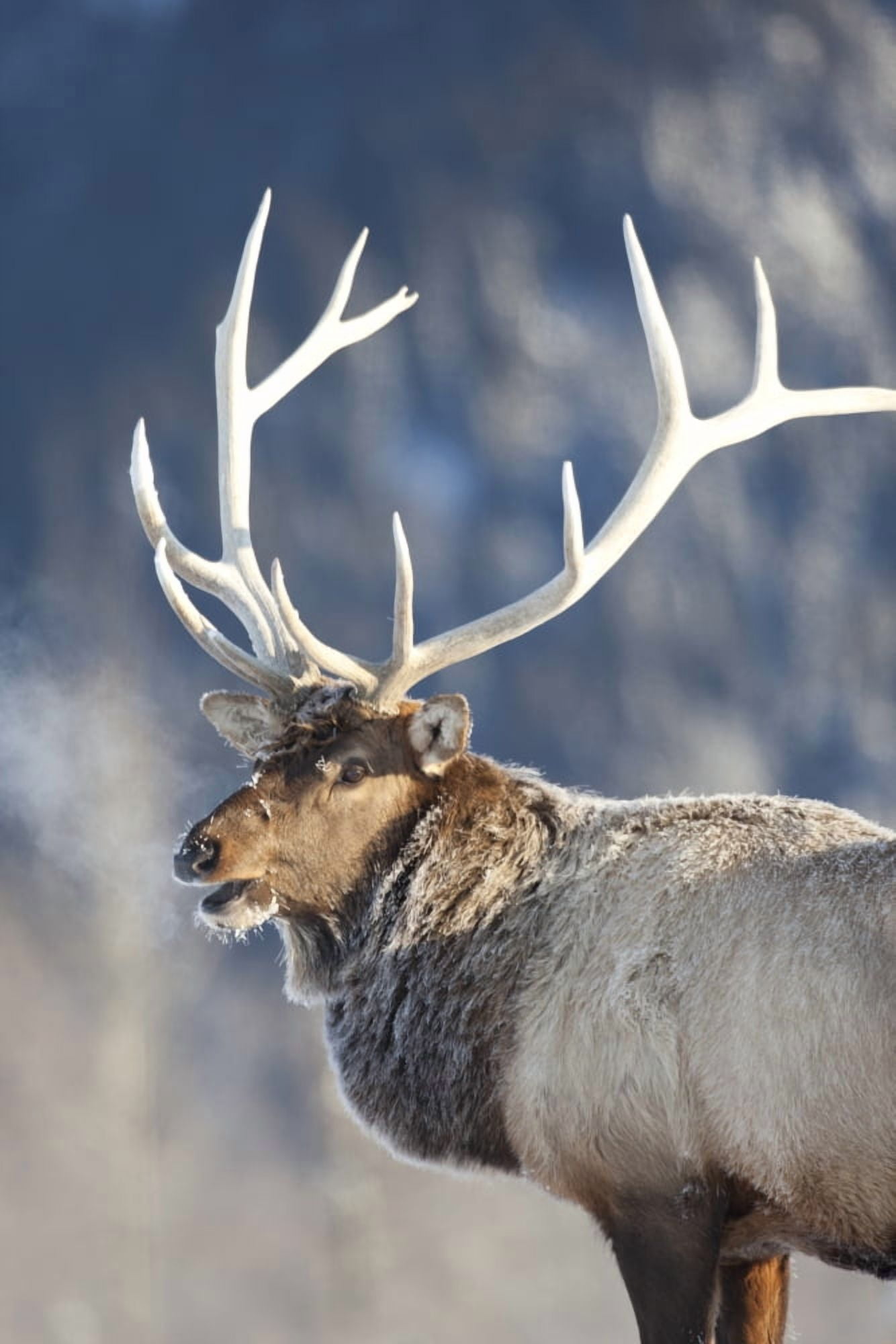 Captive Profile View Of A Frost Covered Rocky Mountain Elk Alaska Wildlife Conservation Center Southcentral Alaska Winter Canvas Art - Doug Lindstrand Design Pics (24 x 36)
