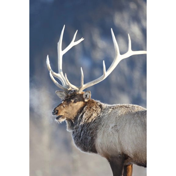 Captive Profile View Of A Frost Covered Rocky Mountain Elk Alaska Wildlife Conservation Center Southcentral Alaska Winter Canvas Art - Doug Lindstrand Design Pics (24 x 36)